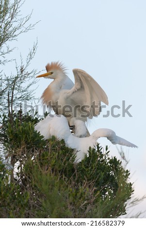 Cattle egret sitting on a branch of a tree/Cattle egret