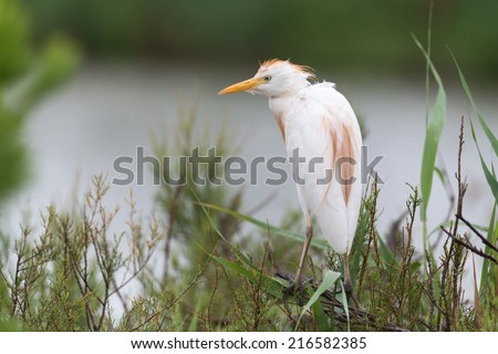 Cattle egret sitting on a branch of a tree/Cattle egret