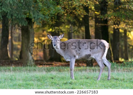Female red deer standing on a meadow / Red deer
