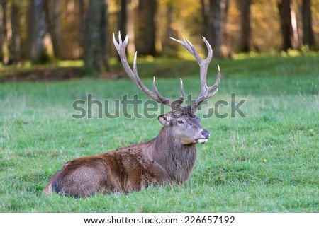 Male red deer resting in a meadow / Red deer