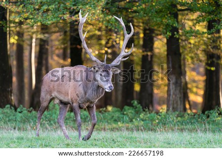 Male red deer standing on a meadow / Red deer
