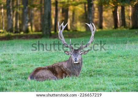 Male red deer resting in a meadow / Red deer
