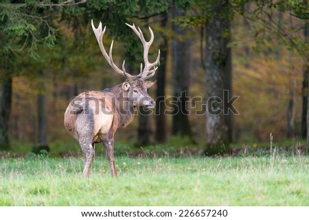 Male red deer standing on a meadow / Red deer