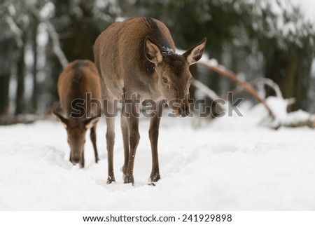 Female red deer in winter wood / red deer