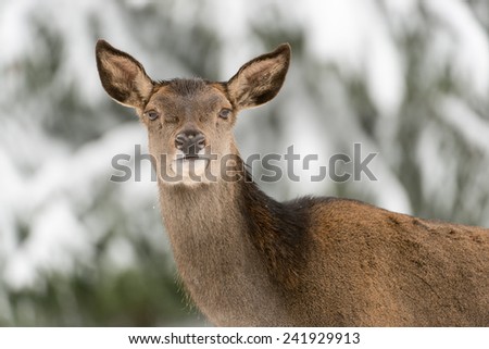 Portrait of a female red deer in winter wood / red deer
