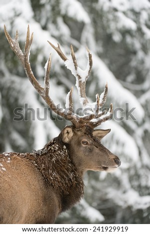 Portrait of a male red deer in winter wood / red deer