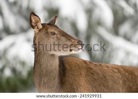 Portrait of a female red deer in winter wood / red deer