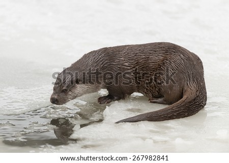 European otter in winter on a frozen lake / European otter