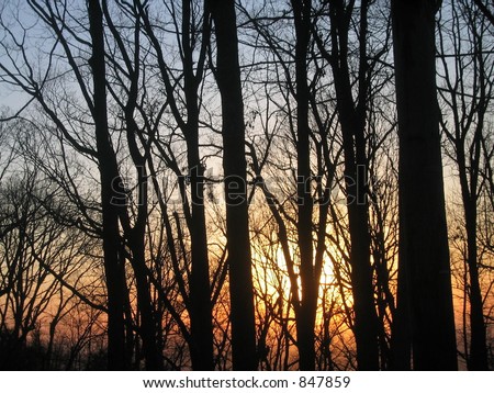 sunrise forest silhouette