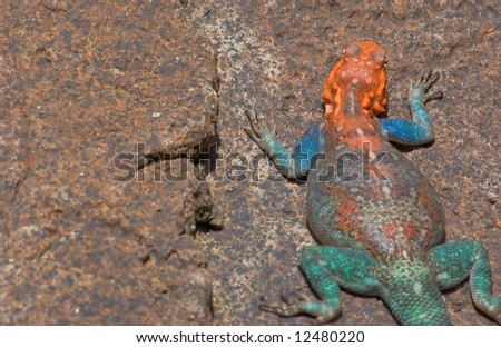 Red headed rock agama