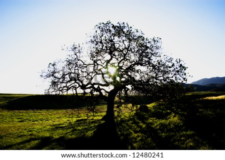 a silhouette of a oak tree at point mugu state park in the santa monica Mountain, california. usa