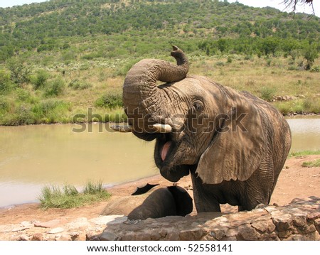 Elephant Open Mouth