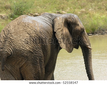 African Elephant rear and side
