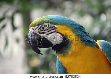 Blue and gold macaw - left profile