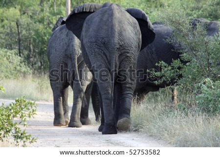 elephant rear view