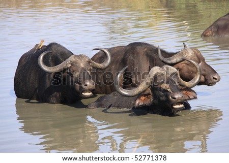 Buffalo Swimming