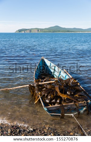 Boat with seaweed kelp stands near the shore. Russia. Japan sea.