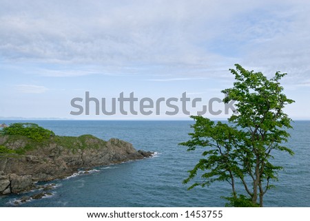 Summer. Sea coast. A tree on a background of the sky and the sea.