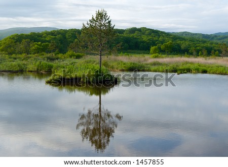 Summer. Small lake. On coast of lake the cedar grows. From a tree reflection in water.