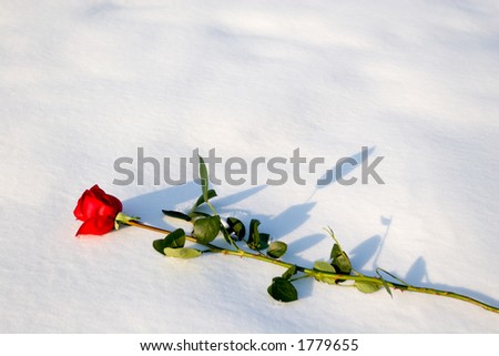 Red rose on a snow.Winter cold day, strong wind.