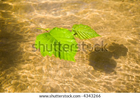 Nature.Leaves are floating on water. Small river with transparent water. A shadow from leaves at the bottom.