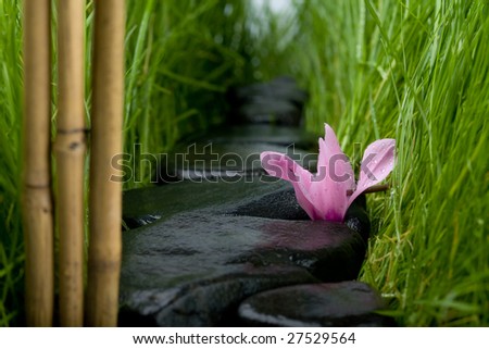 Abstract stone path among a grass(natural).Flower, stones and grass in drops of water.