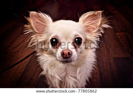 Funny small dog with big eyes and ears