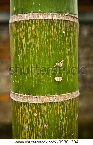 Abstract Zen Bamboo, Artistic Background.