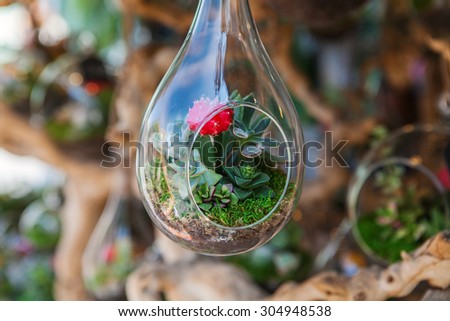 Glass terrarium with succulent plant. Miniature cactus succulent plant in a glass vase