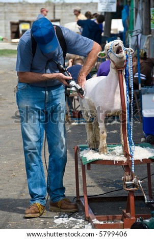 Farmer shearing the wool from a sheep at a rural fair