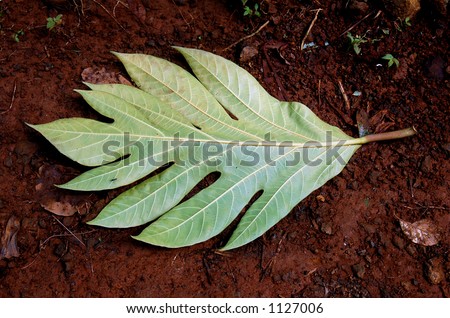 tropical leave