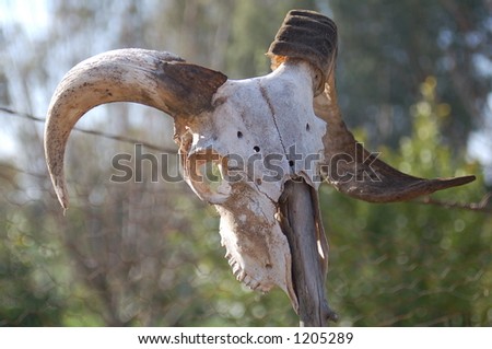 animal skull stock photos