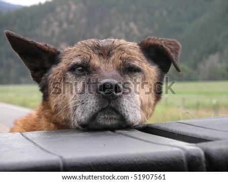 Old dog caught in the back of the truck.
