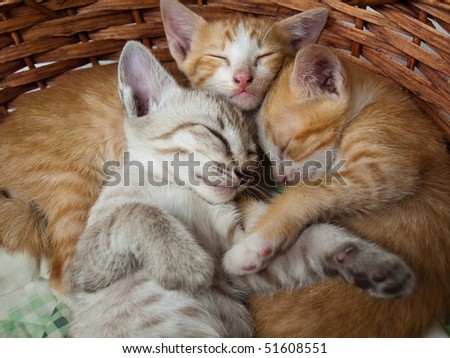Cats sleeping in the basket
