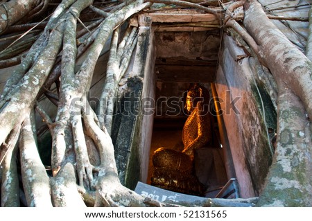 Church cover by Root wood, Samut Songkhram, Thailand