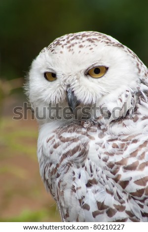 Snowy Owl portrait