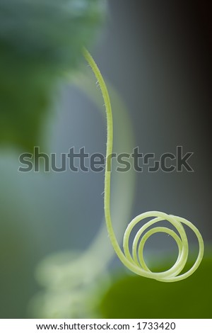 Tendril of a cucumber plant