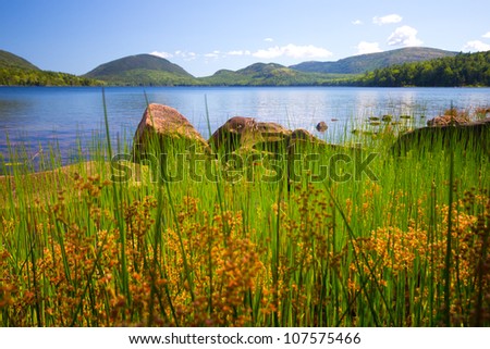 Lake viewed through tall grass from Acadia National Park Maine