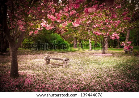 Tranquil Garden Bench Surrounded By Cherry Blossom Trees