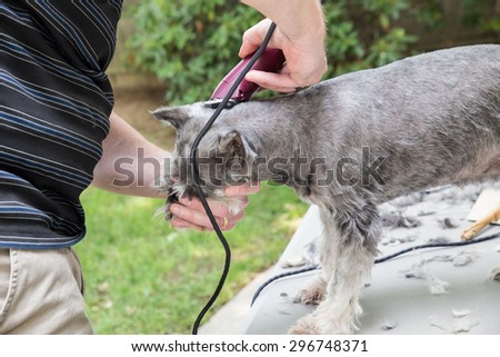 Man trimming miniature schnauzer pet dog with electric clippers outside