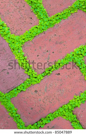 Detailed closeup of brick garden pavers with green ground cover growing between