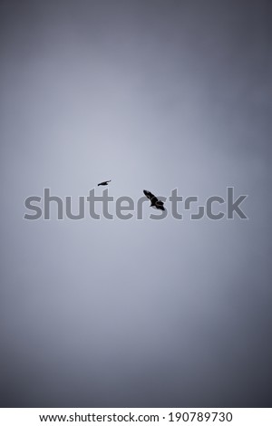 Two Crow Silhouettes Against Grey Sky
