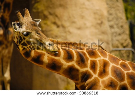 giraffe sticking out tongue