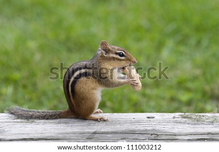 Eastern Chipmunk Eating a Peanut
