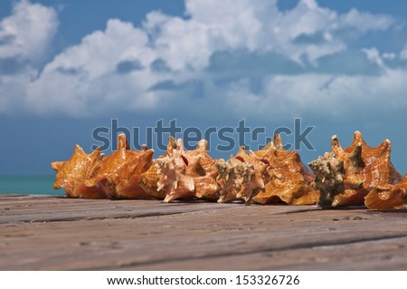 Freshly caught conch shells on a pier at Grace Bay in Providenciales, Turks & Caicos