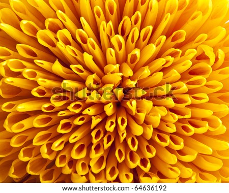 stock photo Yellow Chrysanthemum