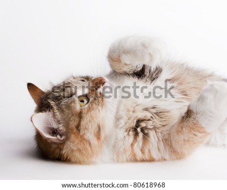 Playful cat lying on her back