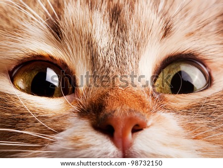 A macro shot of cat face