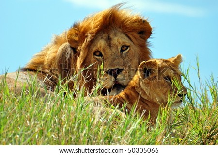 Big male lion and cub soaking up the sun in Serengeti National Park, Tanzania.