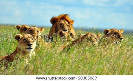 Lion Pride Soaking Up The Sun In Serengeti National Park, Tanzania ...